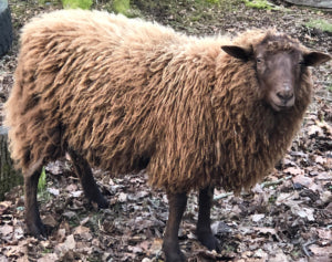 Why Choose Eco Merino - and Sponsoring Cedar the Sheep