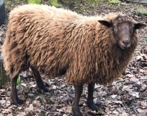 Why Choose Eco Merino - and Sponsoring Cedar the Sheep - Echo Verde Clothing